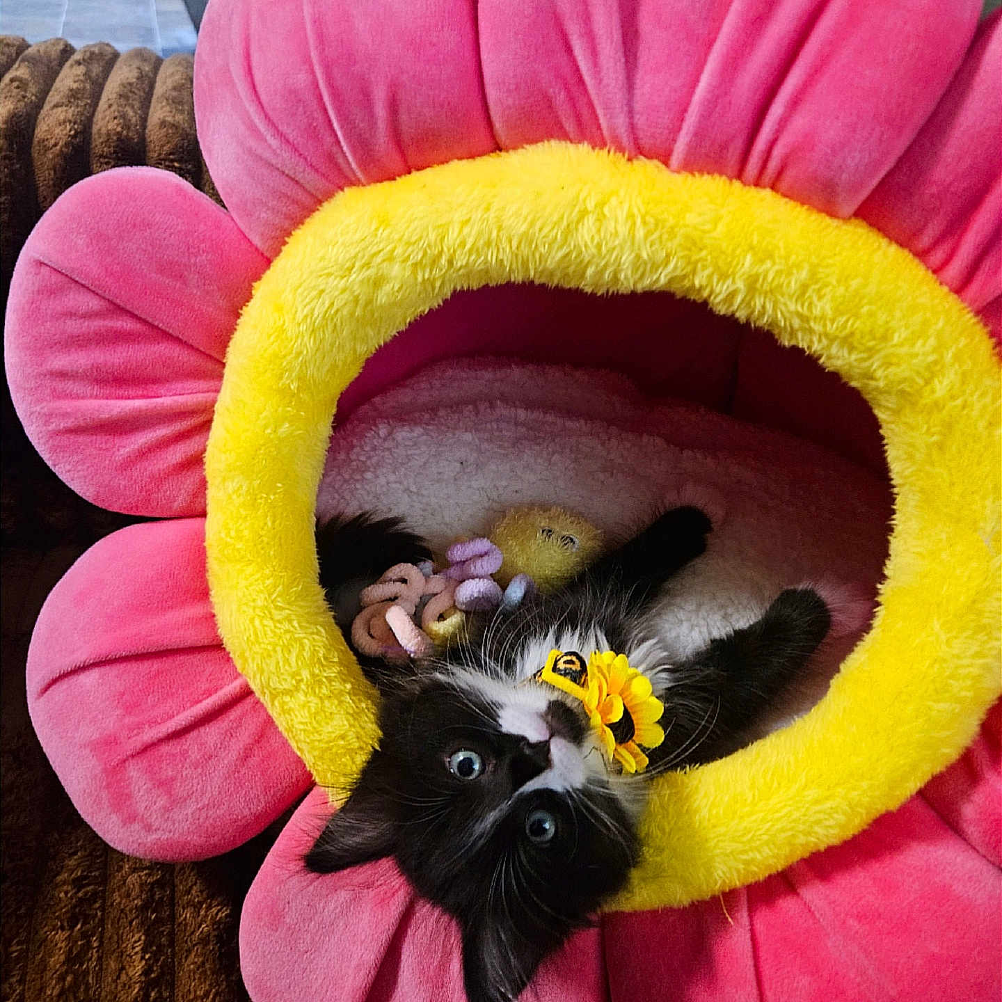 Mochi