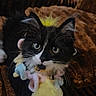Mochi is registered to the contest to win money with this photo: animal, black_and_white, blanket, cat, closeup, cozy, curious, cute, cute_pet, domestic_cat, furry, indoor, kitten, pet, playful, pom_pom, small, soft_toys, whiskers, yarn