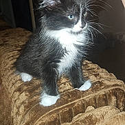 Mochi is registered to the contest to win money with this photo: animal, black_and_white, blanket, blue_eyes, cat, cozy, cute, domestic_animal, feline, fur, hand, indoor, kitten, paw, pet, small, soft, texture, whiskers, young