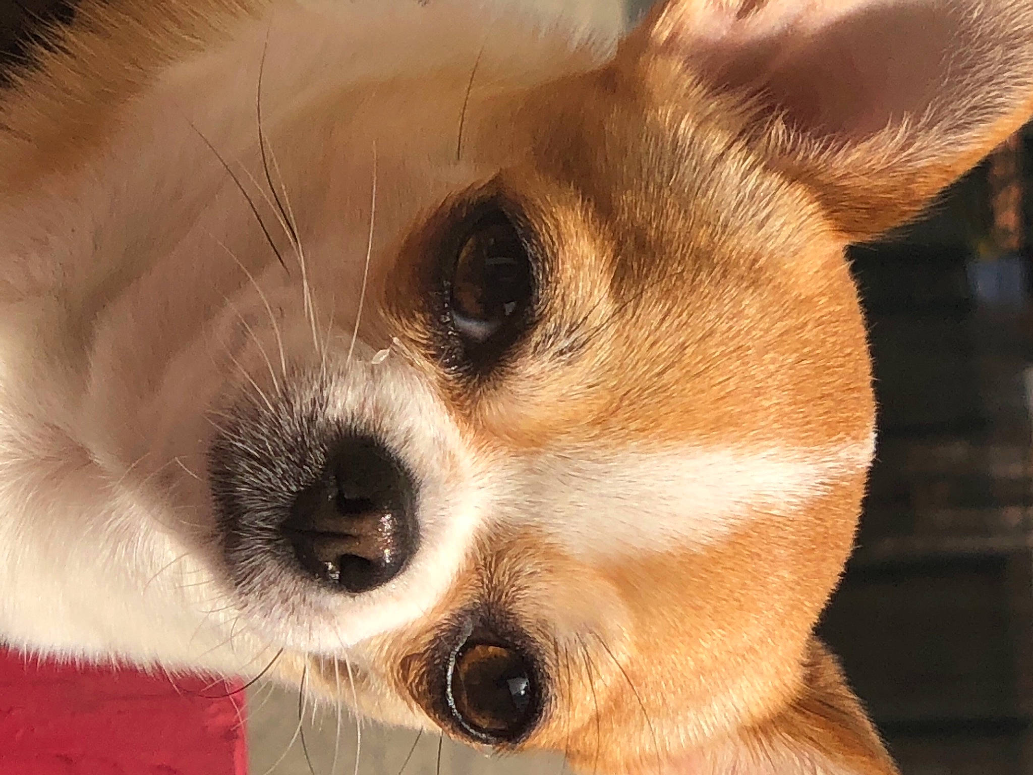 Ohara participe au concours pour gagner de l'argent avec cette photo : canidae, carnivore, close_up, companion_dog, dog, dog_breed, ear, eyelash, fawn, fur, non_sporting_group, snout, sporting_group, terrestrial_animal, toy_dog, whiskers, wildlife