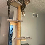 Lucy Bella is registered to the contest to win money with this photo: cat, tabby_cat, cat_tree, indoor, furniture, relaxed, dormant, paws, tail, wall, vent, doorway, room, floor, light, shadow, household, pet, animal, curious