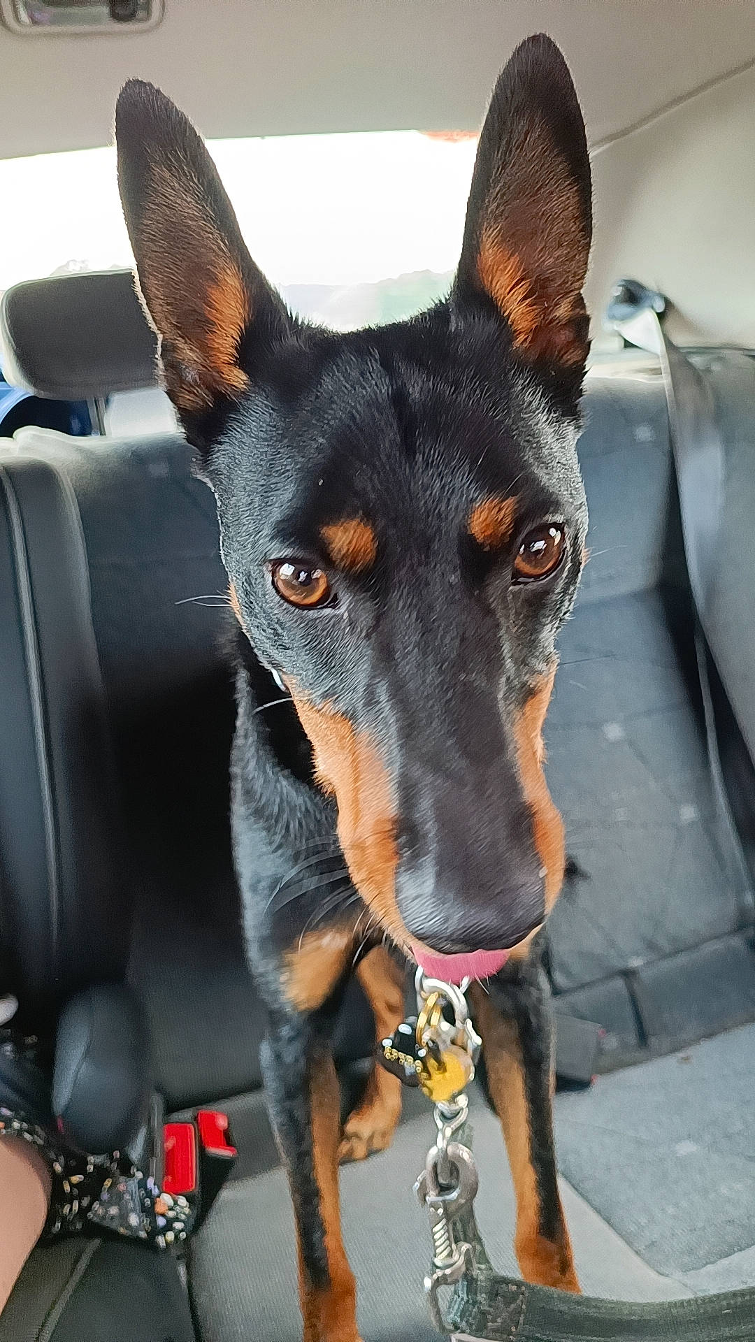 Spyro participe au concours pour gagner de l'argent avec cette photo : canidae, carnivore, collar, companion_dog, dog, dog_breed, dog_collar, dog_supply, guard_dog, pet_supply, snout, whiskers, windshield, working_animal, working_dog