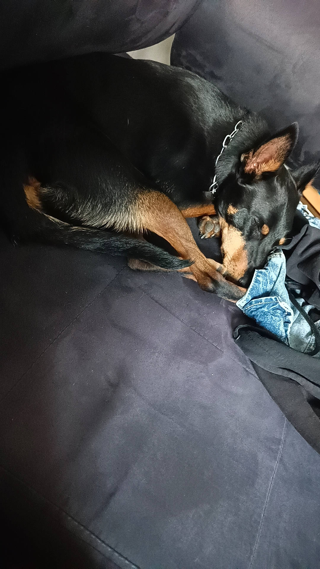 Spyro a rejoint le concours — aidez-le/la à gagner de superbes lots ! canidae, carnivore, comfort, companion_dog, dog, dog_breed, fawn, flooring, fur, guard_dog, nap, paw, pinscher, prazsky_krysarik, sleep, snout, sporting_group, toy_dog, working_animal, working_dog