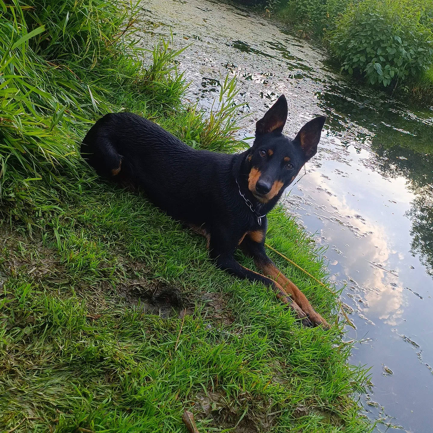 Spyro a rejoint le concours — aidez-le/la à gagner de superbes lots ! bog, canidae, carnivore, companion_dog, dog, dog_breed, fawn, grass, guard_dog, hunting_dog, lake, plant, prazsky_krysarik, snout, sporting_group, tail, terrestrial_animal, water, working_animal, working_dog