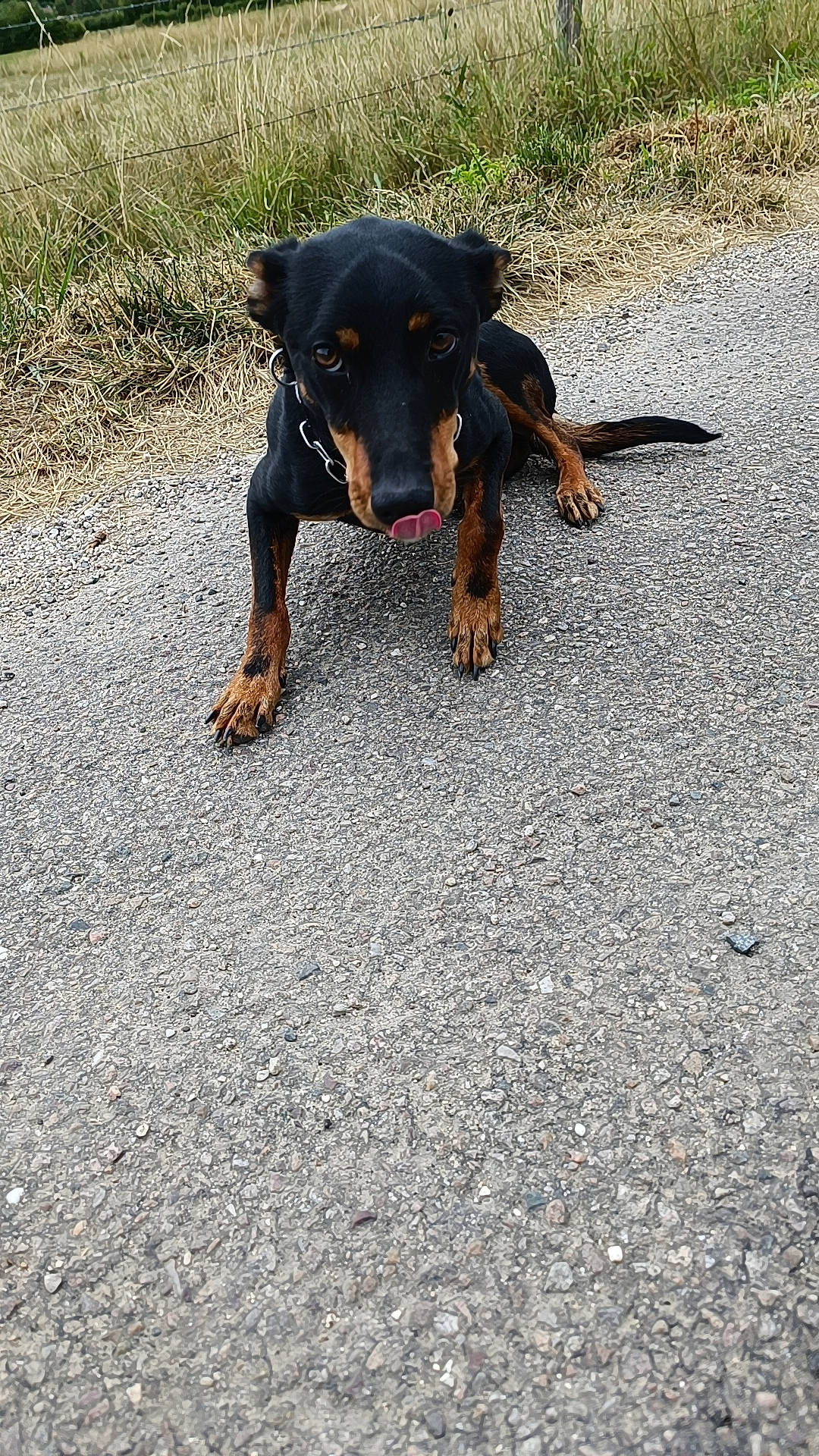 Spyro participe au concours pour gagner de l'argent avec cette photo : asphalt, canidae, carnivore, companion_dog, dog, dog_breed, grass, guard_dog, hound, hunting_dog, paw, pinscher, road_surface, snout, sporting_group, tar, terrestrial_animal, toy_dog, working_animal, working_dog