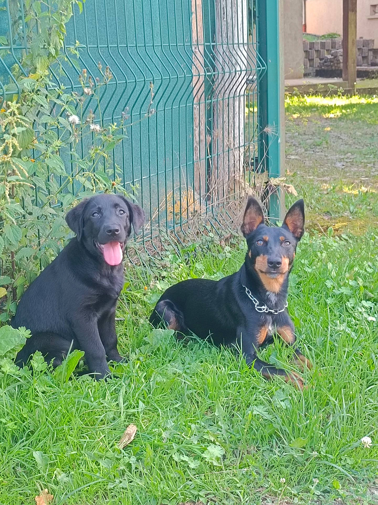 Urbane participe au concours pour gagner de l'argent avec cette photo : canidae, carnivore, companion_dog, dobermann, dog, dog_breed, dog_collar, dog_supply, grass, guard_dog, gun_dog, hunting_dog, pinscher, plant, prazsky_krysarik, sporting_group, toy_dog, vertebrate, working_animal, working_dog