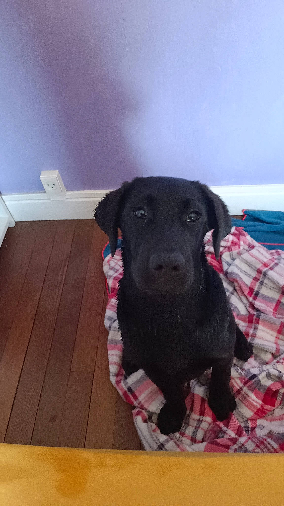 Urbane participe au concours pour gagner de l'argent avec cette photo : borador, carnivore, collar, companion_dog, dog, dog_breed, dog_collar, dog_supply, flooring, fur, gun_dog, hardwood, liver, pet_supply, retriever, sporting_group, tartan, whiskers, wood, working_animal