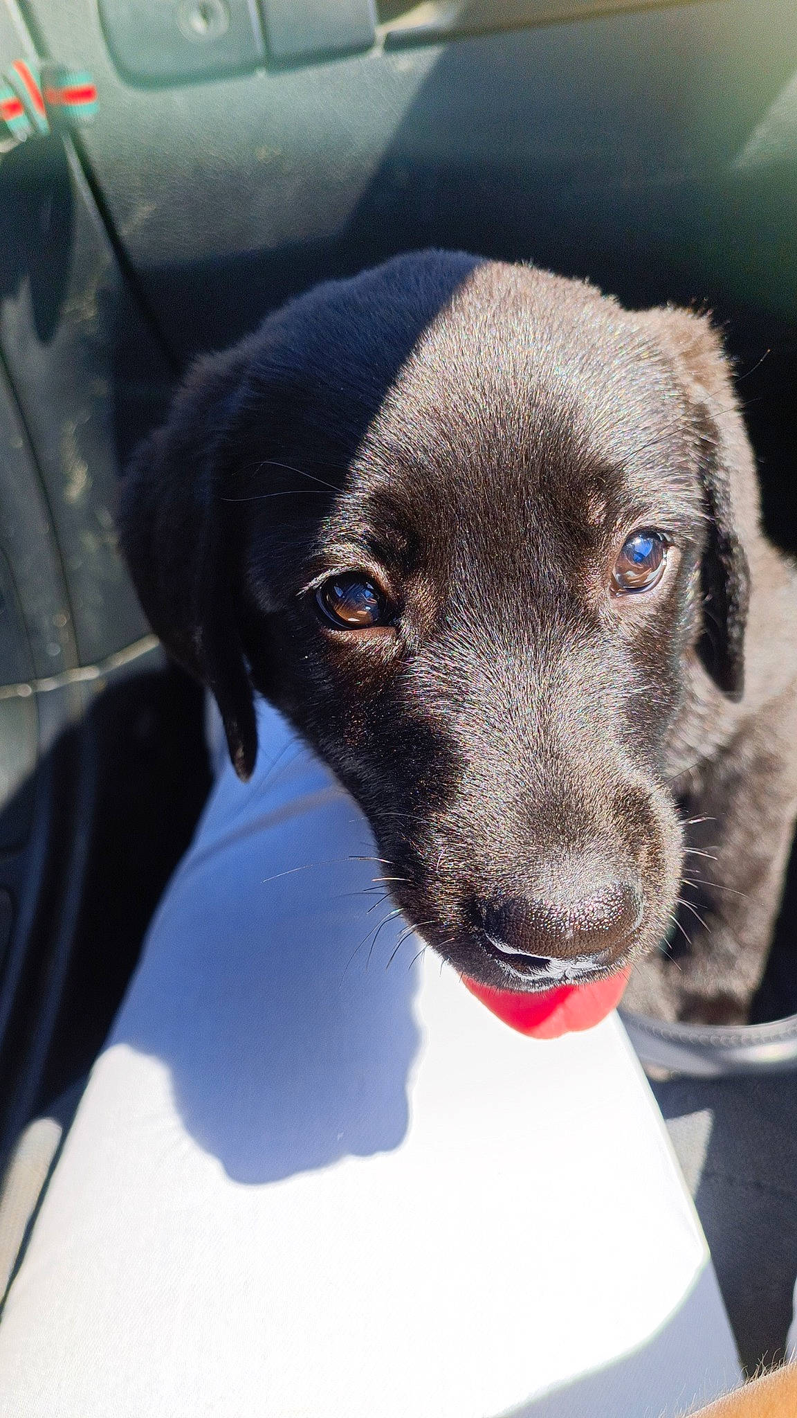 Urbane participe au concours pour gagner de l'argent avec cette photo : borador, canidae, carnivore, collar, companion_dog, dog, dog_breed, dog_collar, electric_blue, eye, fur, gun_dog, liver, pet_supply, retriever, sporting_group, street_dog, terrestrial_animal, whiskers, working_animal