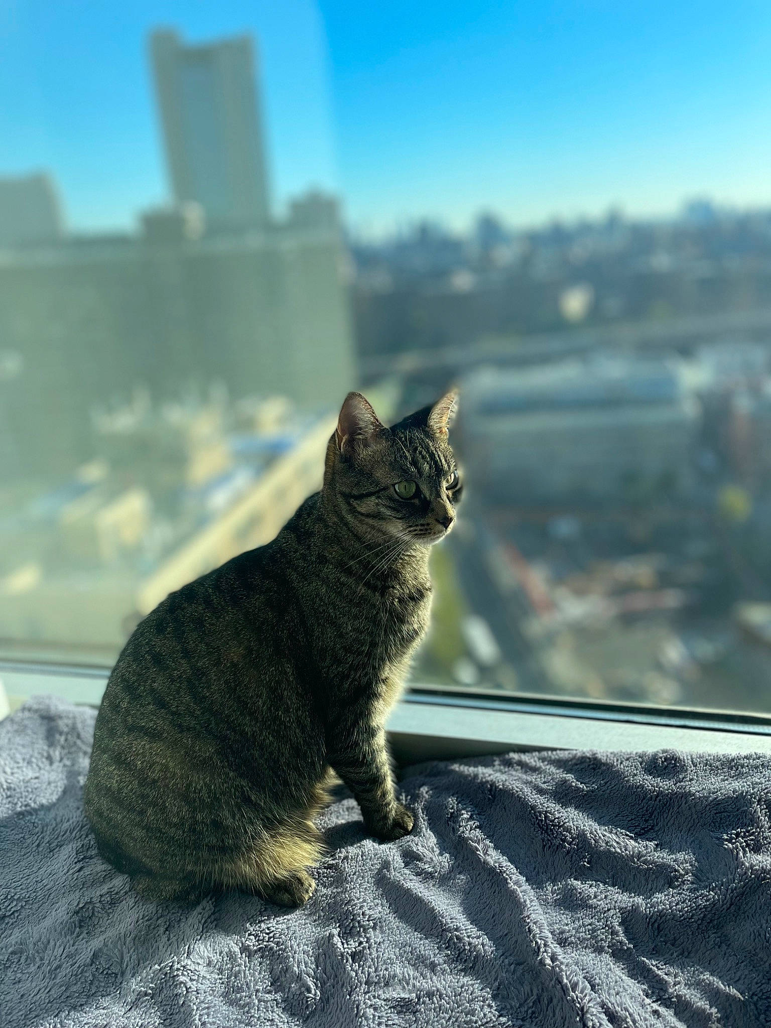 Dutch is registered to the contest to win money with this photo: asphalt, carnivore, cat, domestic_short_haired_cat, eye, felidae, fur, grass, grey, plant, road_surface, roof, sand, sky, small_to_medium_sized_cats, snout, tail, terrestrial_animal, tree, whiskers