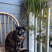 Brownie joined the competition — help win amazing prizes! cat, tortoiseshell_cat, chair, porch, plants, wooden_chair, greenery, outdoor, pet, collar, animal, feline, fur, sitting, railing, suburban, daylight, nature, home, window