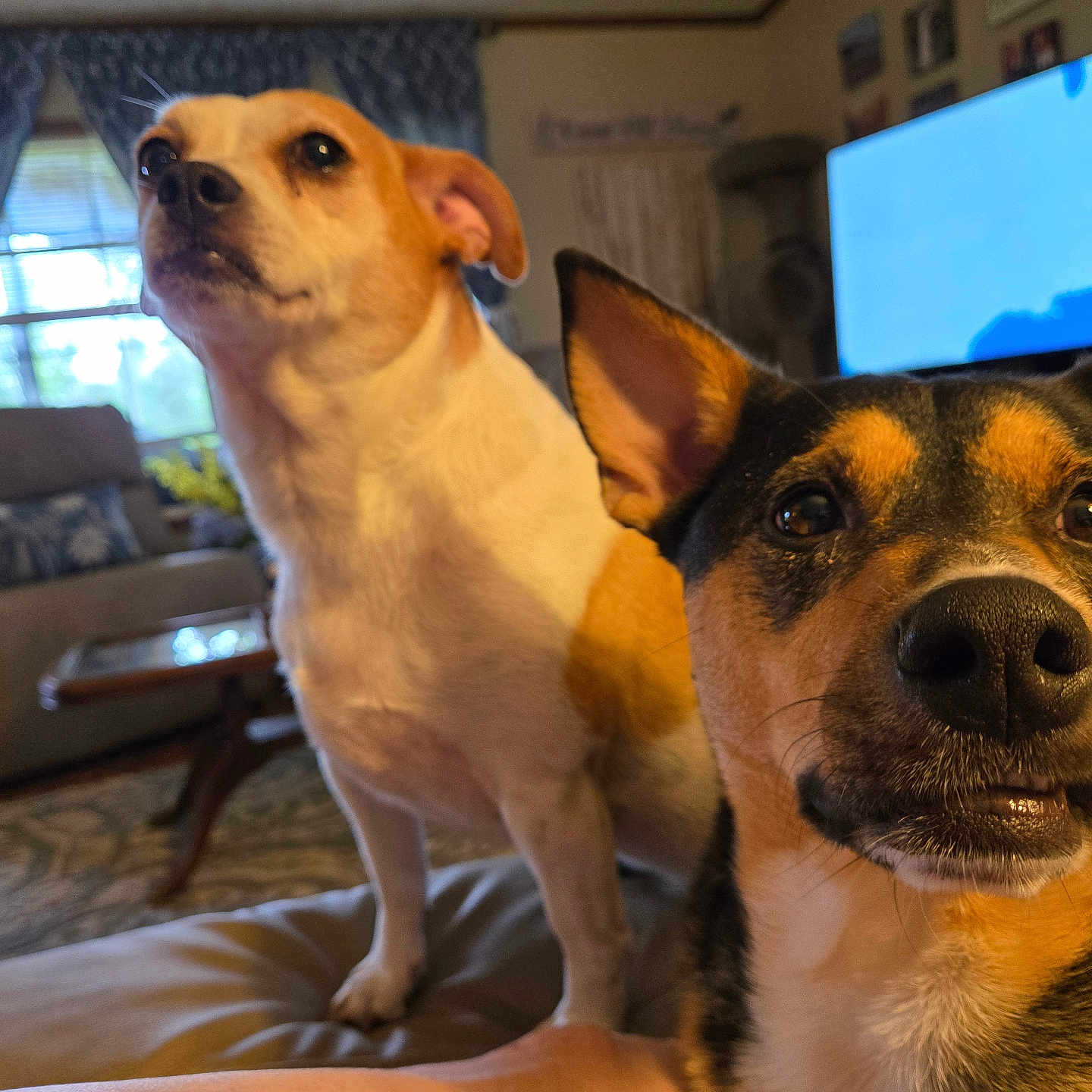 Rex And Lucy is registered to the contest to win money with this photo: animal, black, brown, canine, carpet, close_up, couch, curtains, dog, ears, furniture, indoor, living_room, nose, pet, portrait, table, television, white, window