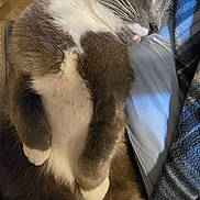 Judy Stetz is registered to the contest to win money with this photo: cat, sleeping, gray_cat, white_fur, fluffy, paws, relaxed, indoor, close_up, cute, pet, fur, whiskers, resting, cozy, animal, domestic_cat, nap, soft, comfort