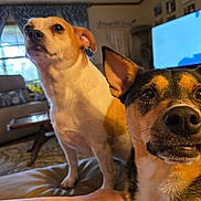 Rex Lucy joined the competition — help win amazing prizes! alert, background, canine, carpet, close_up, curtains, dog, ears, expression, fur, furniture, home, indoor, light, living_room, nose, pet, table, television, window