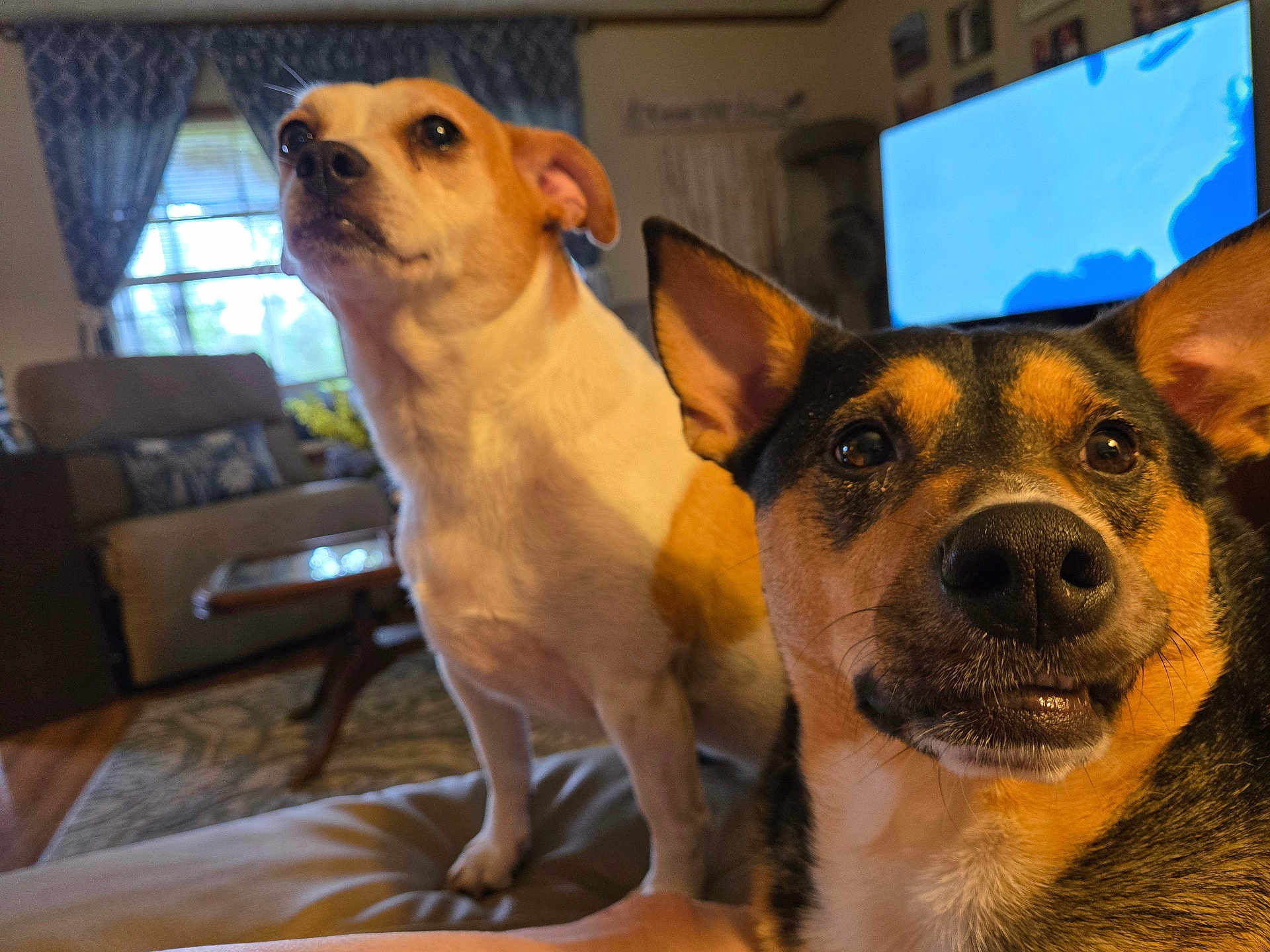 Rex Lucy joined the competition — help win amazing prizes! alert, background, canine, carpet, close_up, curtains, dog, ears, expression, fur, furniture, home, indoor, light, living_room, nose, pet, table, television, window