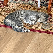 Indy joined the competition — help win amazing prizes! animal, cat, cozy, cute, domestic_animal, floor, fur, furniture_leg, home, indoor, paw, pet, quiet, relaxing, resting, rug, sleeping, striped_fur, tabby_cat, wood_floor