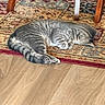 animal, cat, cozy, cute, domestic_animal, floor, fur, furniture_leg, home, indoor, paw, pet, quiet, relaxing, resting, rug, sleeping, striped_fur, tabby_cat, wood_floor