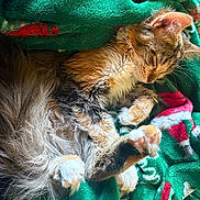 Esmé joined the competition — help win amazing prizes! animal, blanket, cat, comfort, cozy, cute, fluffy, fur, green, indoor, nap, paws, pet, red, relaxation, resting, sleeping, soft, tabby, whiskers