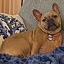 dog, french_bulldog, pet, couch, sofa, blanket, pillow, indoor, collar, tag, sleepy, reclining, fur, ears, cozy, home, portrait, closeup, expression, blue_blanket