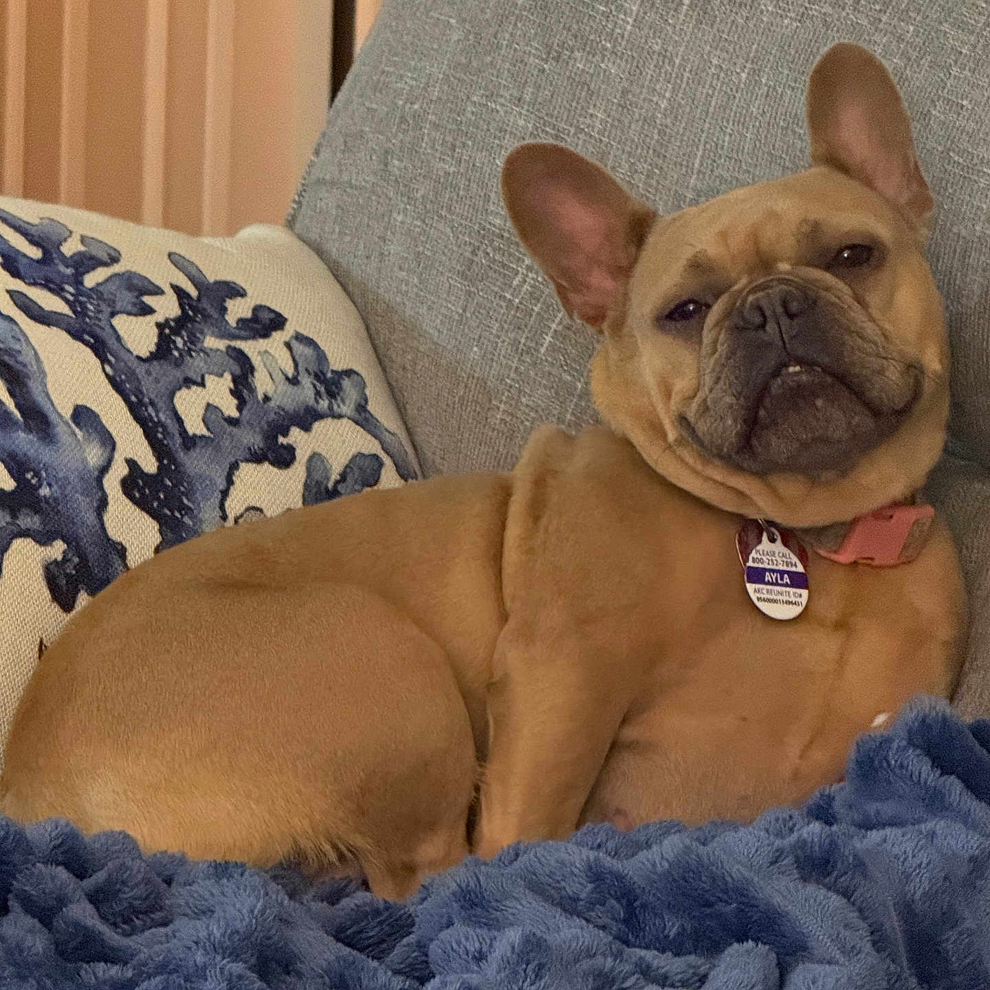 Ayla