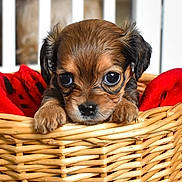 Penelope is registered to the contest to win money with this photo: puppy, dog, basket, red_blanket, cute, pet, animal, fur, young, small, wide_eyes, indoors, closeup, adorable, face, ears, paws, resting, home, cozy