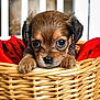 puppy, dog, basket, red_blanket, cute, pet, animal, fur, young, small, wide_eyes, indoors, closeup, adorable, face, ears, paws, resting, home, cozy