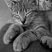 Zorro participe au concours pour gagner de l'argent avec cette photo : cat, kitten, sleeping, close_up, tabby, paw, feline, pet, animal, soft_texture, blanket, resting, cute, whiskers, fur, cozy, indoor, relaxed, black_and_white, peaceful