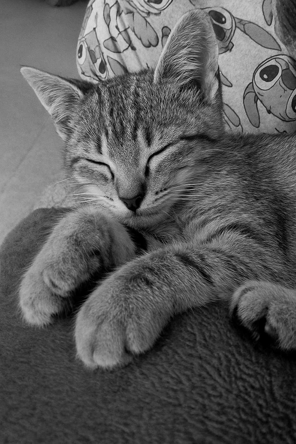Zorro participe au concours pour gagner de l'argent avec cette photo : cat, kitten, sleeping, close_up, tabby, paw, feline, pet, animal, soft_texture, blanket, resting, cute, whiskers, fur, cozy, indoor, relaxed, black_and_white, peaceful