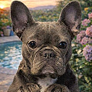 Chanel a rejoint le concours — aidez-le/la à gagner de superbes lots ! dog, french_bulldog, pet, animal, outdoor, sunset, table, flower, garden, pool, closeup, face, ears, paws, cute, curious, nature, backyard, portrait, summer