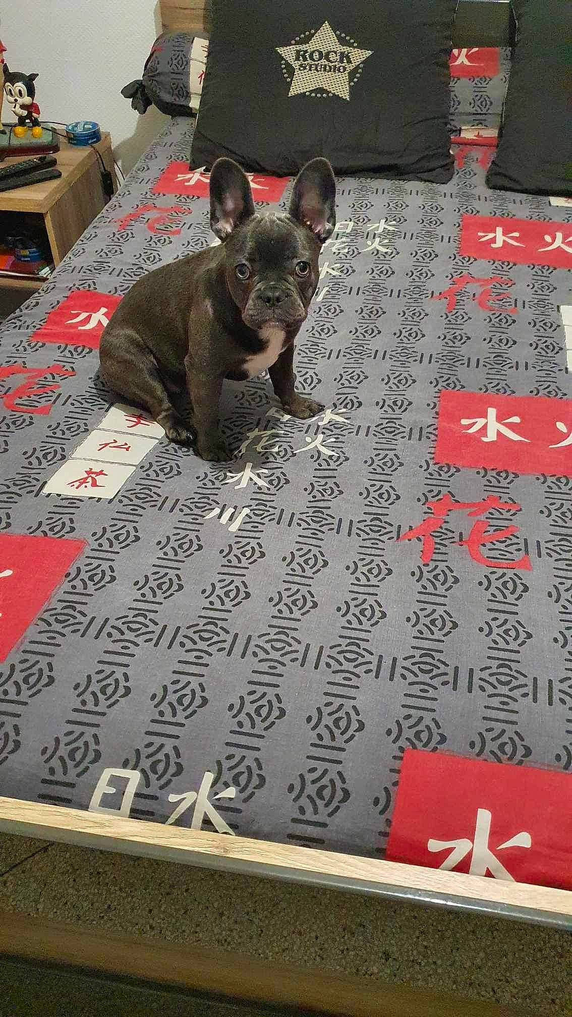 Chanel a rejoint le concours — aidez-le/la à gagner de superbes lots ! bulldog, canidae, carmine, carpet, companion_dog, dog, dog_breed, dog_supply, event, fawn, felidae, flooring, font, grey, pattern, red, snout, sporting_group, toy_dog, working_animal