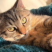 Micky a rejoint le concours — aidez-le/la à gagner de superbes lots ! cat, tabby, feline, pet, animal, fluffy, fur, golden_eyes, whiskers, ears, nose, face, close_up, portrait, lying_down, relaxed, blanket, teal, indoor, sunlight