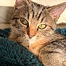 Micky participe au concours pour gagner de l'argent avec cette photo : cat, tabby_cat, kitten, feline, pet, animal, close_up, portrait, golden_eyes, whiskers, ears, fur, striped_fur, relaxed, lying_down, cozy, blanket, blue_blanket, indoor, cute