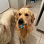Usko a rejoint le concours — aidez-le/la à gagner de superbes lots ! dog, golden_retriever, indoor, tile_floor, toy, ball, pet, animal, playful, canine, fur, mouth, ears, tail, kitchen, domestic, companion, two_dogs, floor, waiting