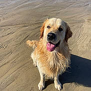 Usko a rejoint le concours — aidez-le/la à gagner de superbes lots ! dog, golden_retriever, wet, tongue_out, beach, sand, sunny, animal, pet, canine, outdoor, happy, playful, water, nature, summer, closeup, mammal, friendly, portrait