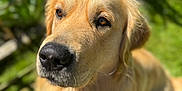 Usko a rejoint le concours — aidez-le/la à gagner de superbes lots ! golden_retriever, dog, pet, animal, outdoor, grass, sunlight, portrait, close_up, fur, canine, nature, garden, loyal, friendly, cute, mammal, eyes, nose, daylight