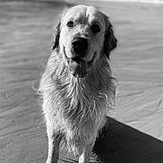 Usko participe au concours pour gagner de l'argent avec cette photo : animal, beach, black_and_white, canine, dog, golden_retriever, happy, nature, ocean, outdoor, pet, playful, portrait, sand, shadow, sitting, sunlight, tongue_out, water, wet_fur