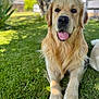 Usko a rejoint le concours — aidez-le/la à gagner de superbes lots ! dog, golden_retriever, grass, outdoor, pet, animal, tongue_out, sunlight, fur, canine, nature, greenery, happy, lying_down, domestic_animal, tree, fence, backyard, daylight, closeup