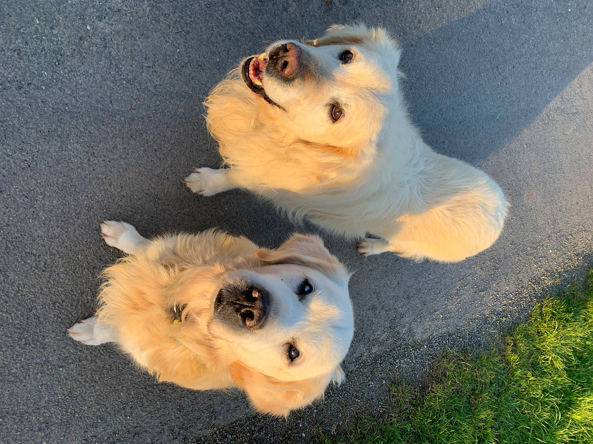 Enki a rejoint le concours — aidez-le/la à gagner de superbes lots ! canidae, carnivore, companion_dog, dog, dog_breed, dog_supply, fawn, fur, german_spitz, german_spitz_mittel, grass, happy, paw, puppy, snout, spitz, sporting_group, toy_dog, whiskers, working_animal