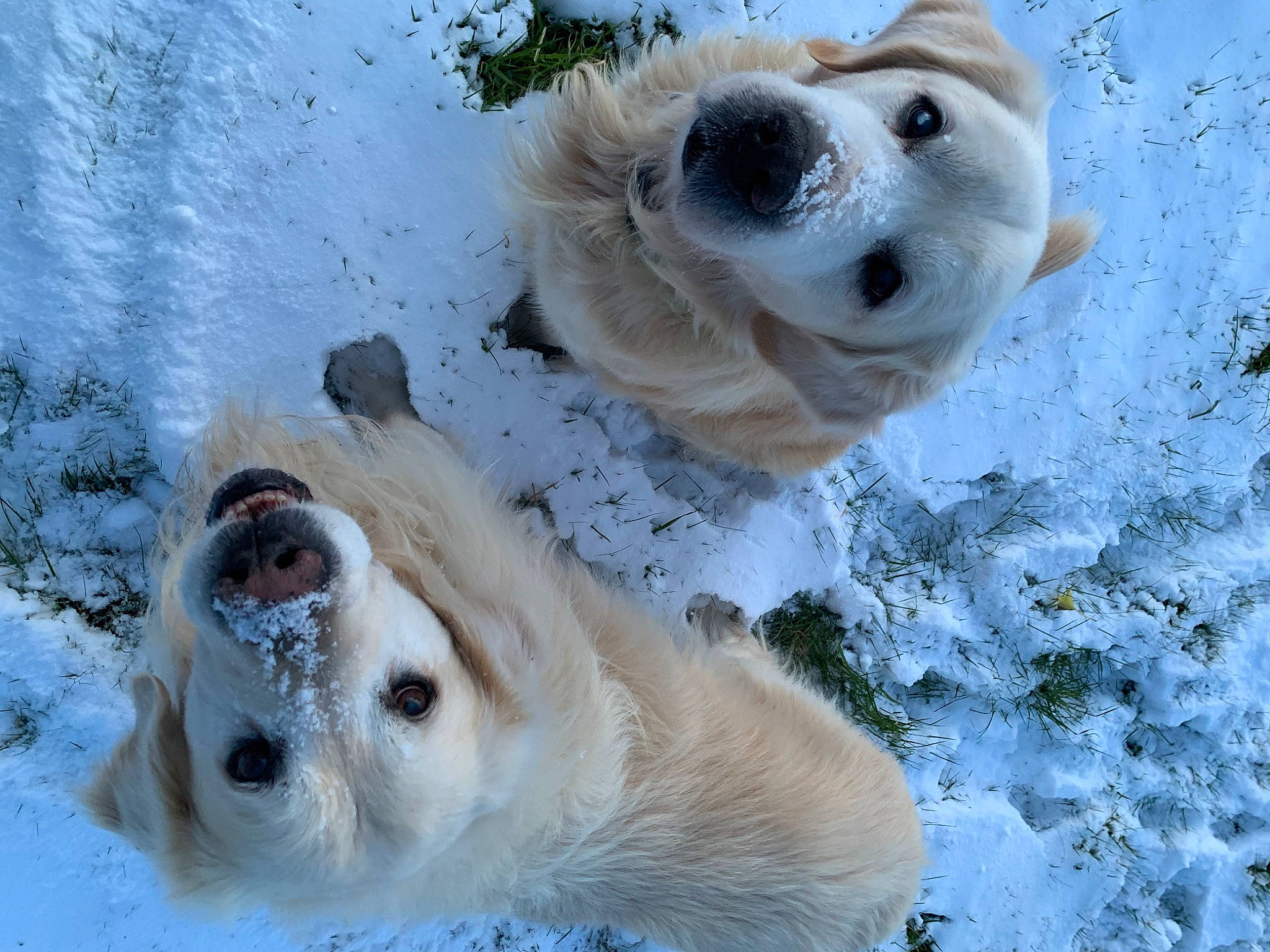 Enki a rejoint le concours — aidez-le/la à gagner de superbes lots ! canidae, carnivore, collar, companion_dog, dog, dog_breed, fawn, freezing, fur, mammal, paw, snout, snow, sporting_group, terrestrial_animal, vertebrate, whiskers, wildlife, winter, working_animal