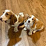 Hank joined the competition — help win amazing prizes! dog, basset_hound, puppy, two_dogs, pet, indoor, hardwood_floor, sitting, looking_up, floppy_ears, brown_and_white, paws, companion, adorable, cute, domestic_animal, portrait, mammal, close_up, flooring