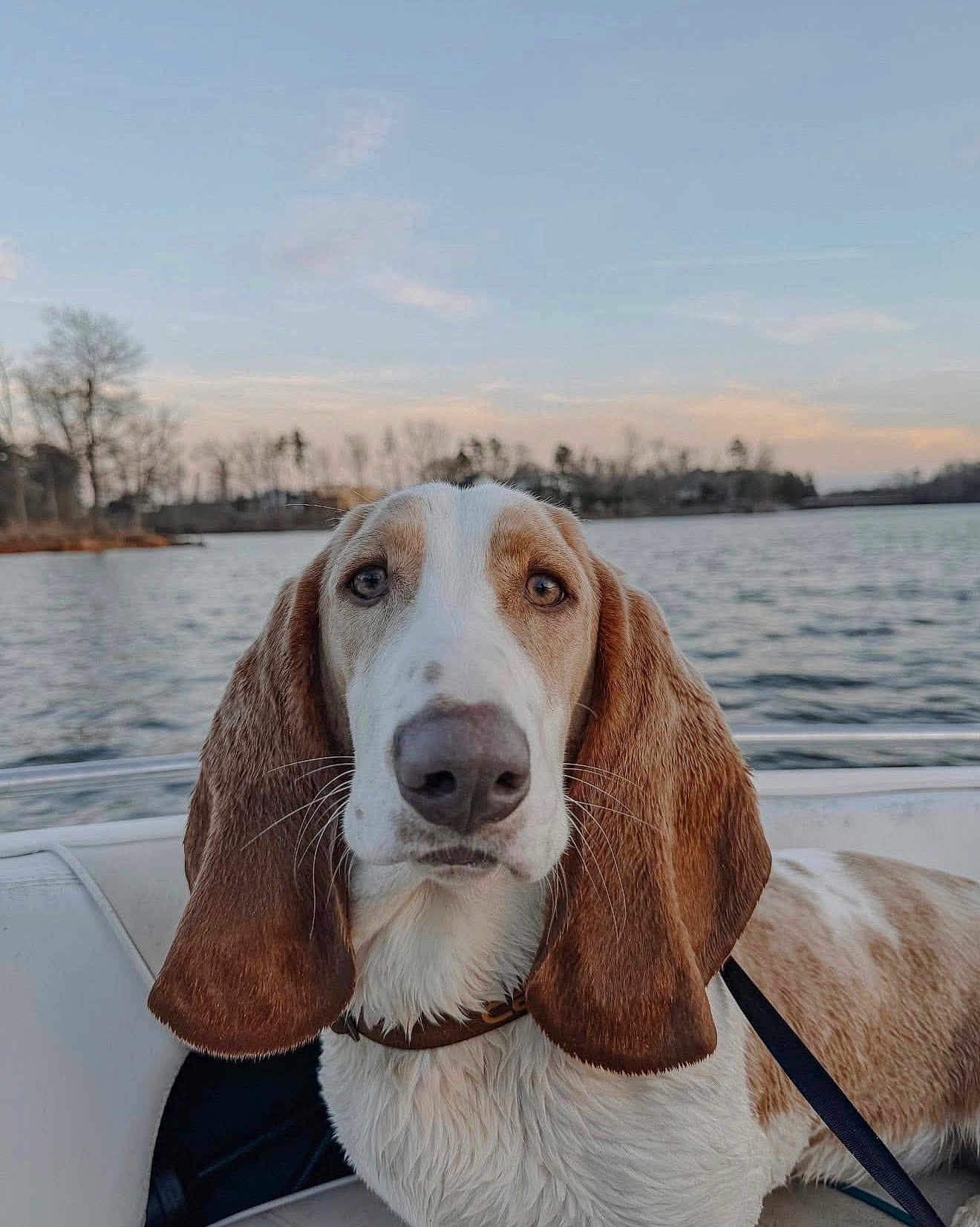 Hank joined the competition — help win amazing prizes! dog, basset_hound, pet, boat, lake, water, sky, sunset, outdoors, portrait, close_up, long_ears, nose, leash, collar, whiskers, trees, shoreline, calm, adorable