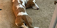 Hank is registered to the contest to win money with this photo: dog, basset_hound, pet, indoor, carpet, lying_down, paws, tail, brown_and_white, collar, sleepy, resting, looking_back, canine, flooring, doorway, home_interior, cute, portrait, animal