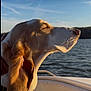 dog, beagle, boat, lake, water, sky, sunset, golden_hour, profile, closed_eyes, relaxed, ear, snout, whiskers, pet, outdoors, summer, sunlight, portrait, travel