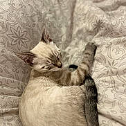 Olaf participe au concours pour gagner de l'argent avec cette photo : cat, sleeping, bedspread, patterned, feline, cozy, resting, indoor, animal, cute, pet, fur, whiskers, tail, ears, relaxation, soft, closeup, comfort, nap