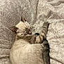 cat, sleeping, bedspread, patterned, feline, cozy, resting, indoor, animal, cute, pet, fur, whiskers, tail, ears, relaxation, soft, closeup, comfort, nap