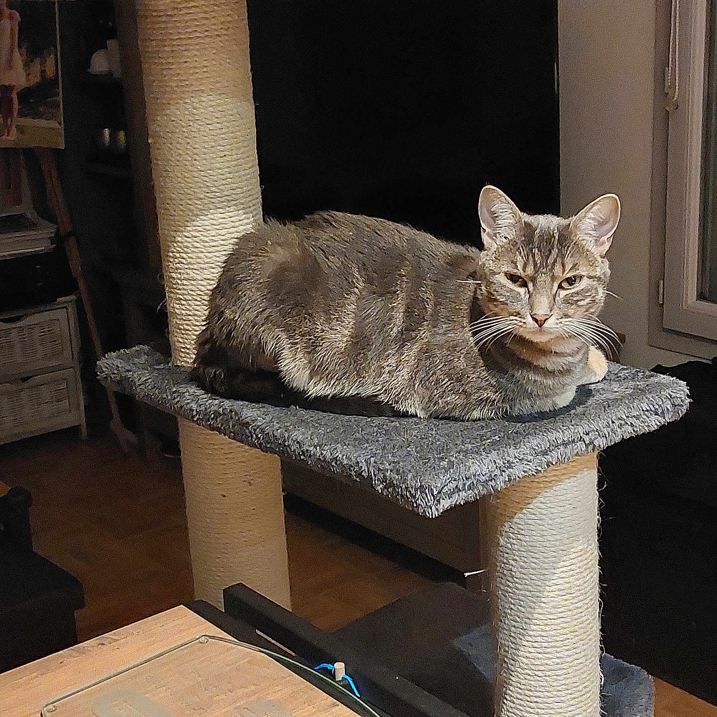 évoli participe au concours pour gagner de l'argent avec cette photo : animal, basket, carpeted_platform, cat, cat_tree, dim_lighting, ears, floor, furniture, home, indoor, living_room, pet, photograph, relaxed, shelf, tabby_cat, whiskers, window, wooden_table