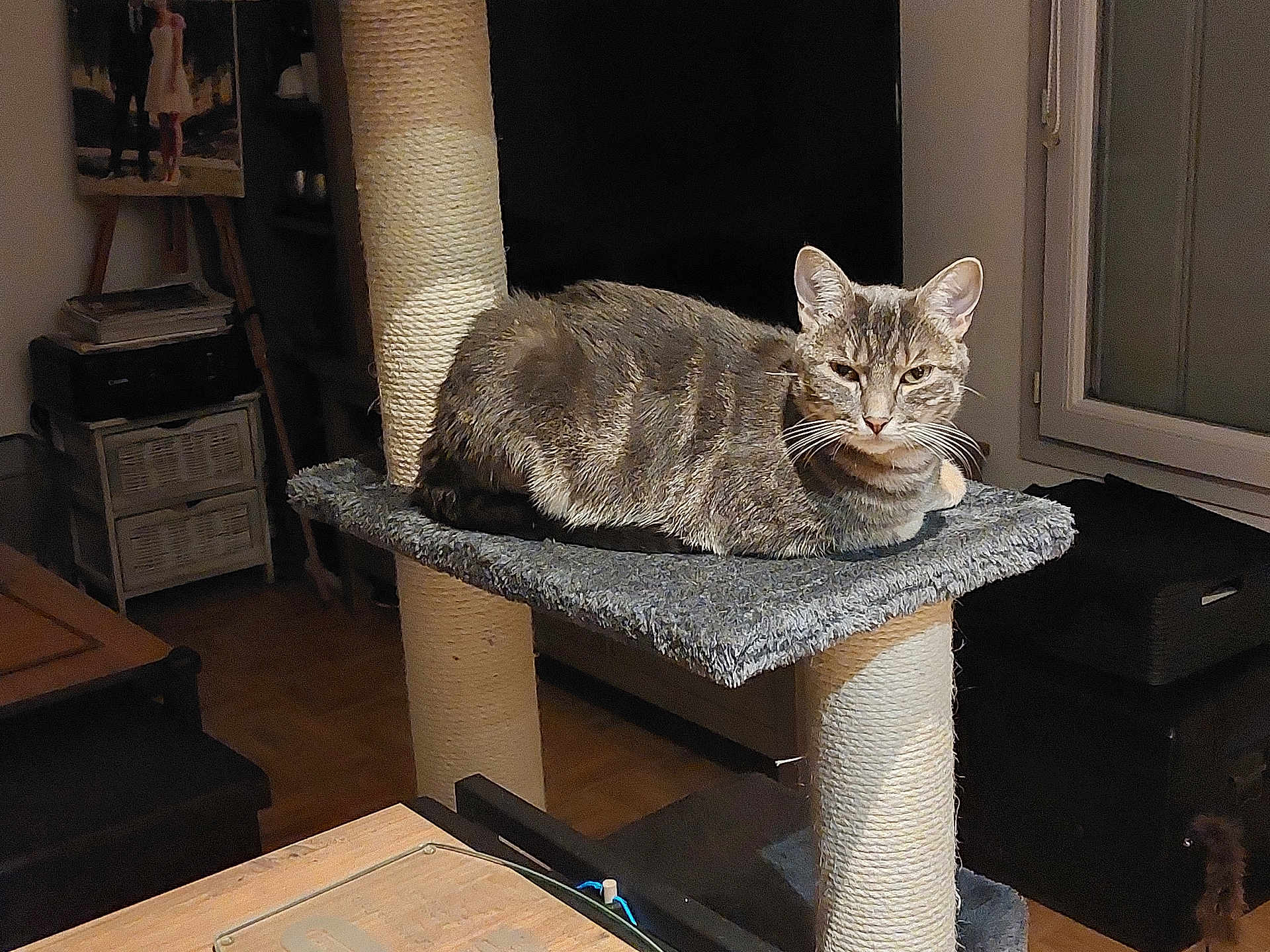 évoli participe au concours pour gagner de l'argent avec cette photo : cat, tabby_cat, cat_tree, indoor, furniture, window, carpeted_platform, relaxed, pet, animal, whiskers, ears, floor, home, living_room, dim_lighting, photograph, shelf, basket, wooden_table