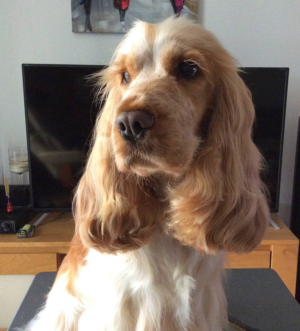 Olwen a rejoint le concours — aidez-le/la à gagner de superbes lots ! canidae, carnivore, companion_dog, dog, dog_breed, dog_collar, dog_supply, feathered_hair, flooring, fur, hardwood, liver, snout, spaniel, sporting_group, toy_dog, whiskers, wood, working_animal