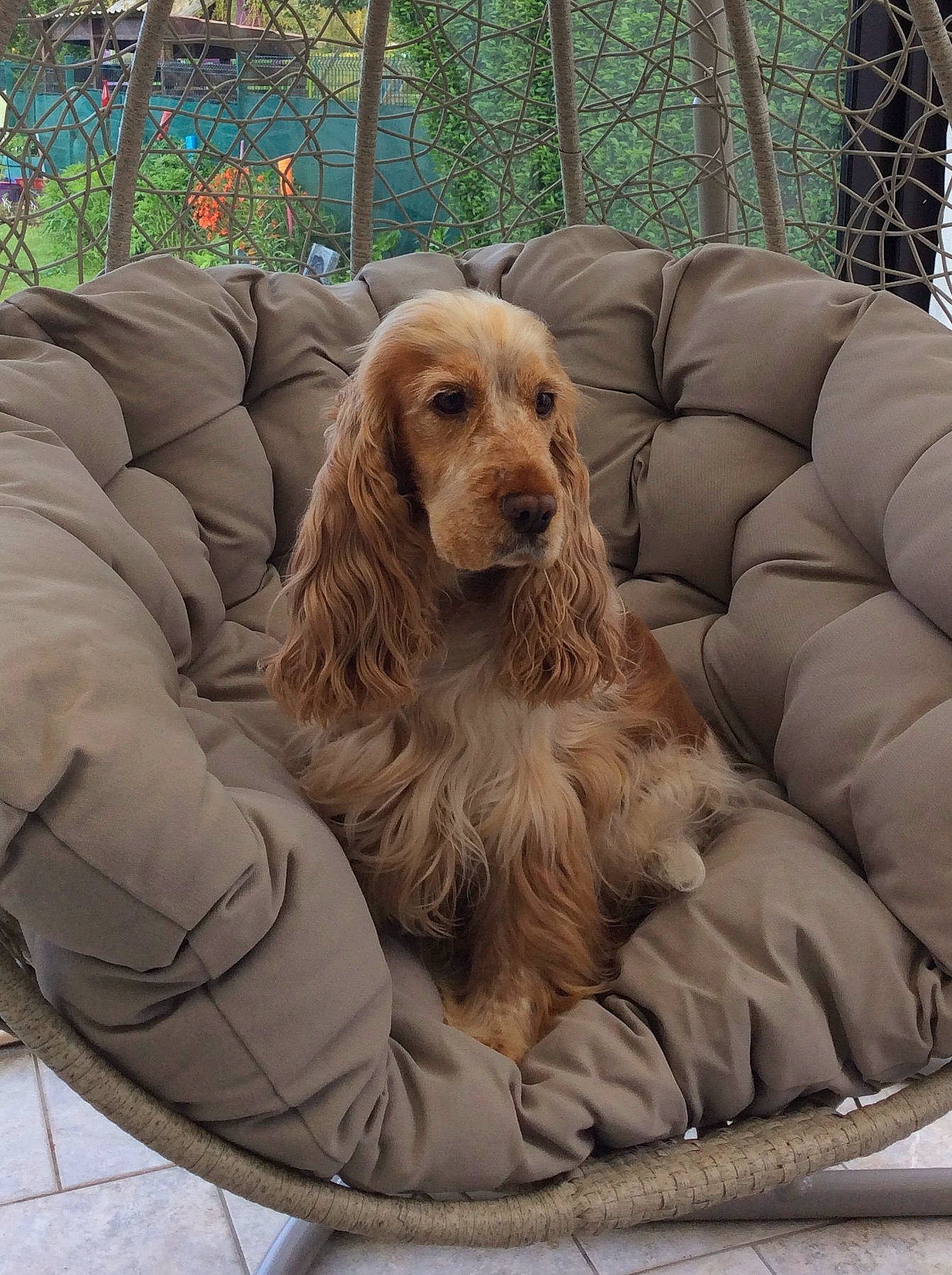 Olwen participe au concours pour gagner de l'argent avec cette photo : canidae, car_seat_cover, carnivore, comfort, companion_dog, dog, dog_breed, dog_supply, fur, gun_dog, liver, outdoor_sofa, pet_supply, plant, sporting_group, terrestrial_animal, working_animal