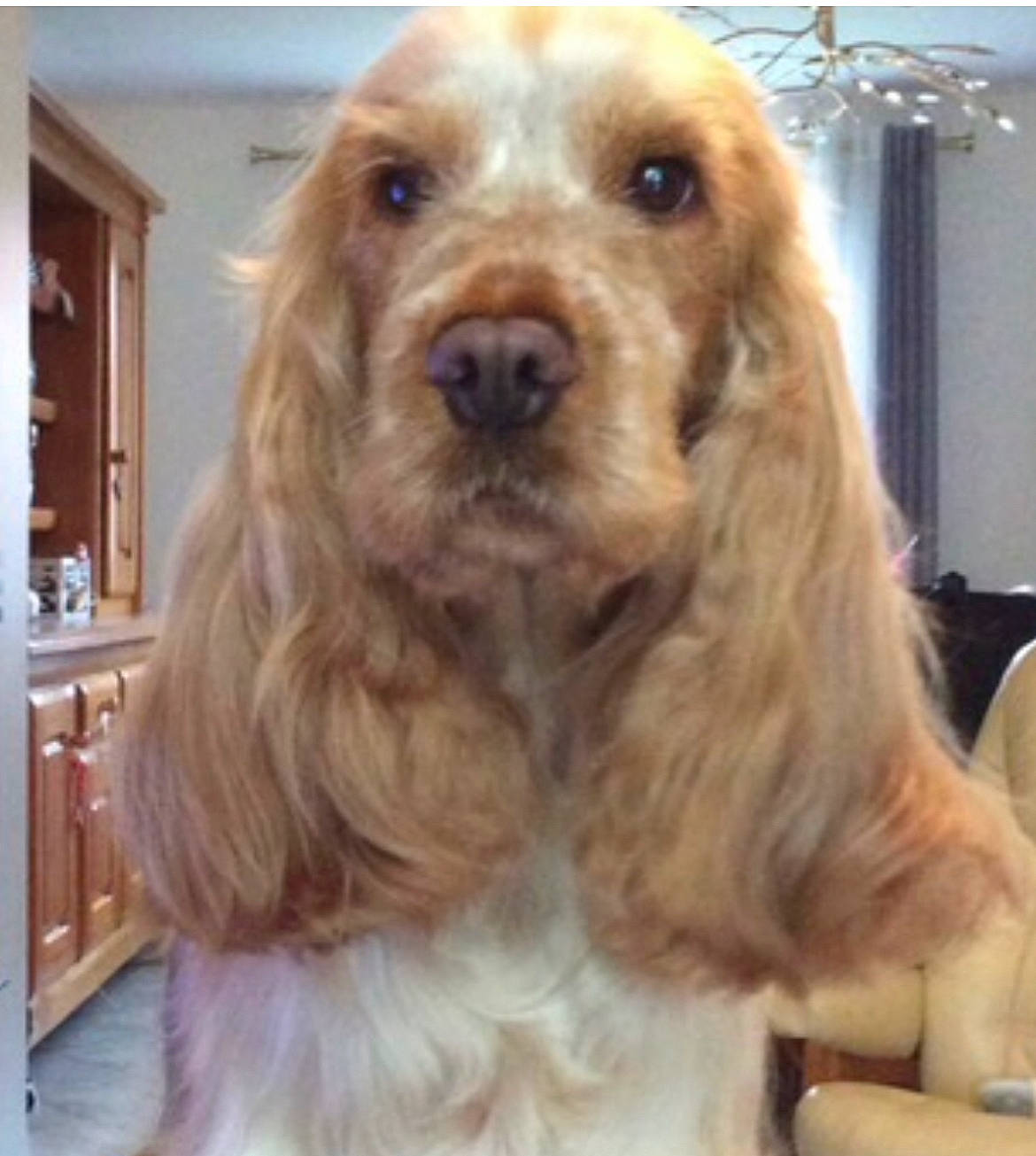 Olwen participe au concours pour gagner de l'argent avec cette photo : cabinetry, canidae, carnivore, companion_dog, dog, dog_breed, dog_collar, dog_supply, drawer, flooring, fur, hardwood, liver, picture_frame, snout, sporting_group, varnish, wood, working_animal