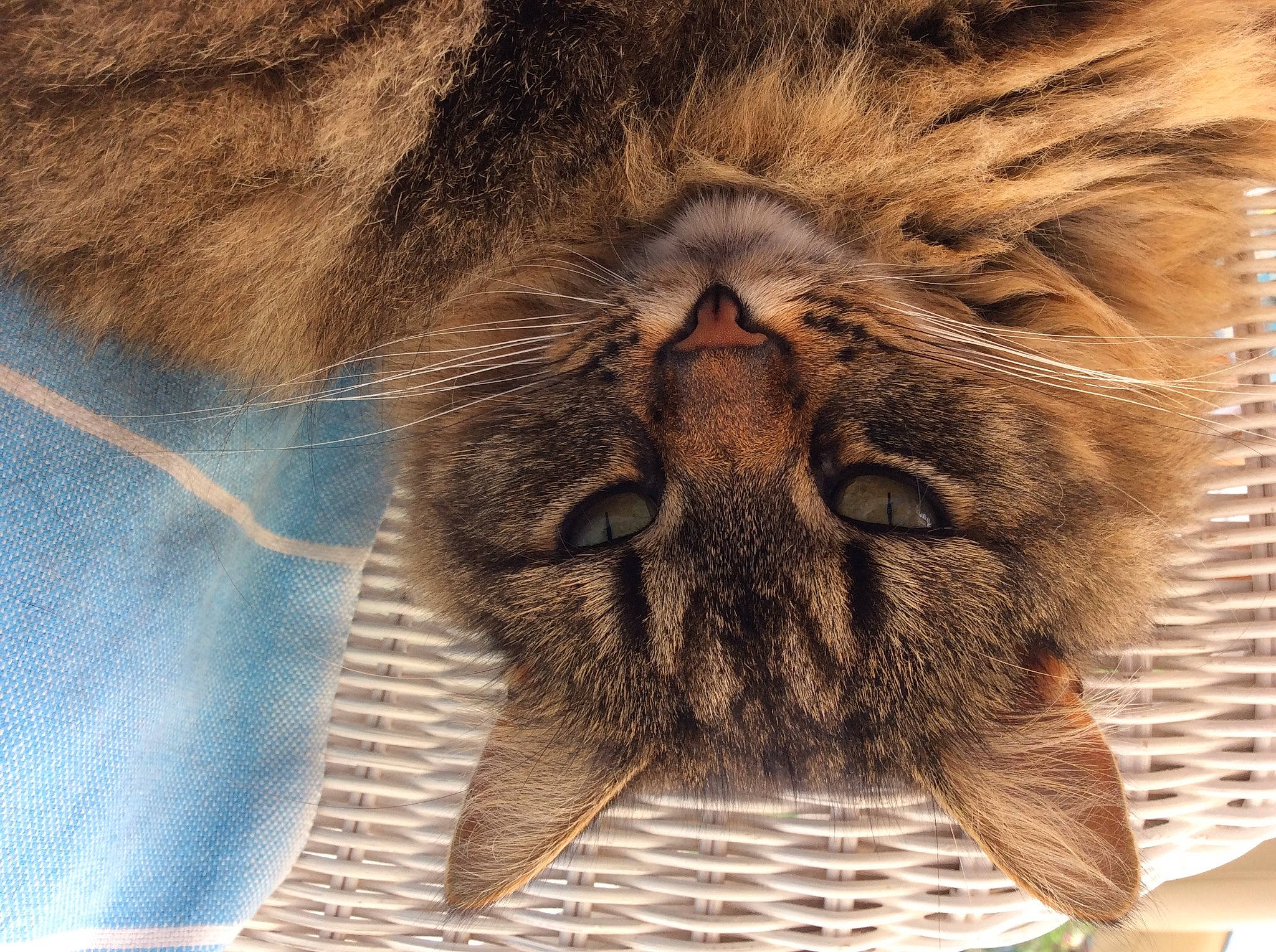 Plume participe au concours pour gagner de l'argent avec cette photo : carnivore, cat, comfort, electric_blue, fawn, felidae, fur, liver, pattern, paw, sleep, small_to_medium_sized_cats, snout, terrestrial_animal, whiskers, wildlife